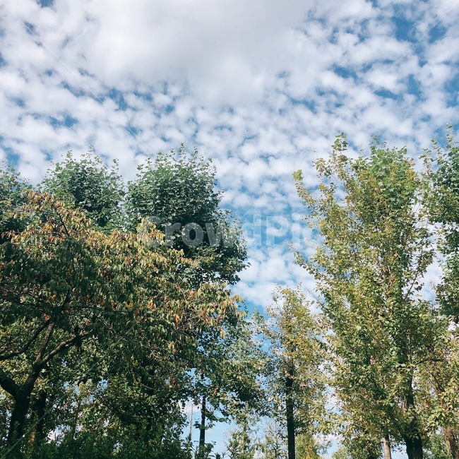 구름,하늘,나무,풍경,sky,파란하늘,cloud,tree,자연,풍경,nature,landscape,plant,식물,fir,전나무