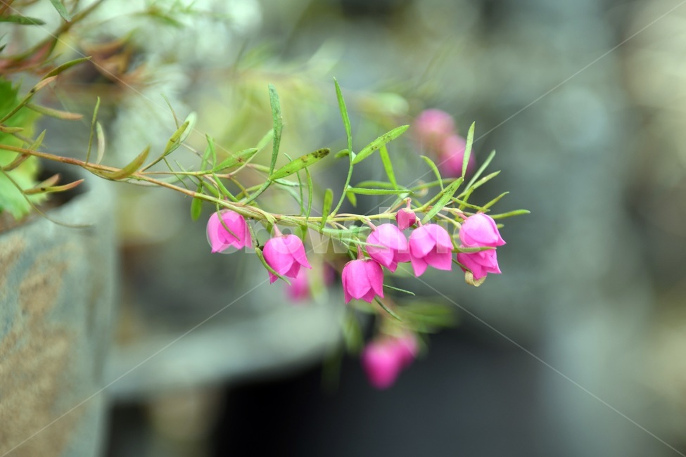 식물,꽃,감성사진,자연,flower,꽃사진,봄,봄꽃,계절,감성,4월,spring,힐링,자연풍경,풍경,봄,계절,spring,season,식물,자연,plants,nature,꽃,flower,plant