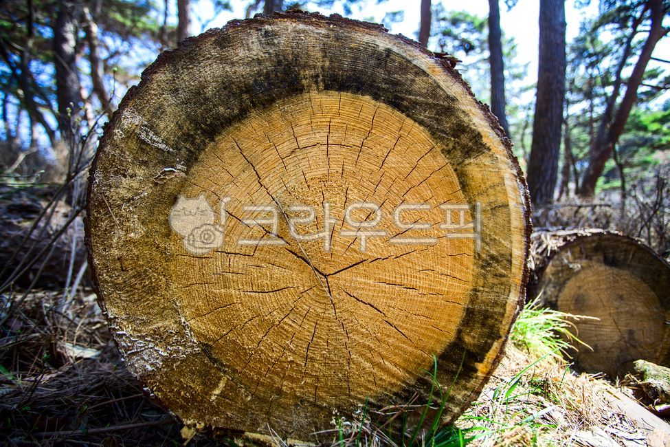 cut log,log,annual zone,wood