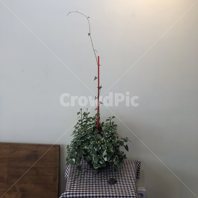 감성사진,힐링,색감,자연,빈티지,풀,실내용화초,화분,화초,house plant