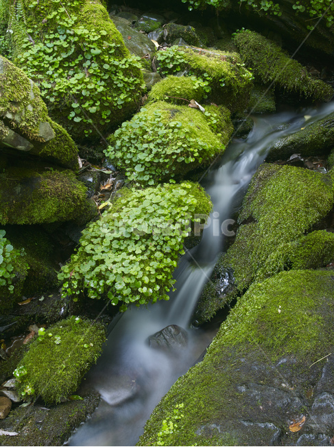 계곡,plant,식물,이끼,nature,water,물,강,자연,자연,풍경,nature,landscape