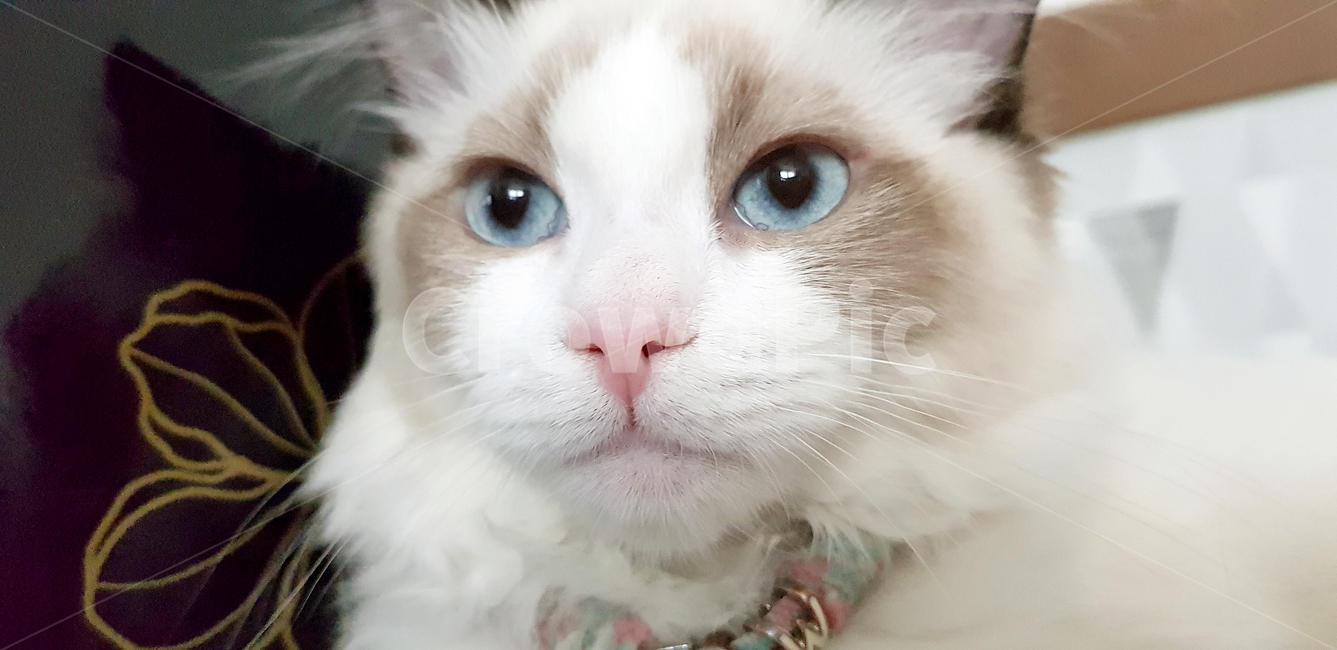 랙돌,고양이,cat,고양이눈,파란눈,애완동물,동물,pet,regdoll