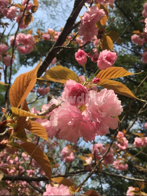 꽃,자연,분홍색,flower,nature,pink,꽃나무,식물,자연,plants,nature,꽃,flower