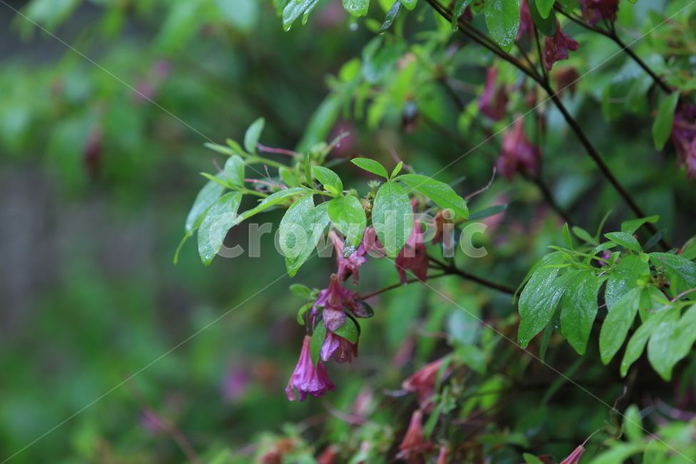 봄비,빗방울,풋풋함,연두,산뜻함,나뭇잎,시원함,봄,식물,자연,plants,nature,꽃,flower
