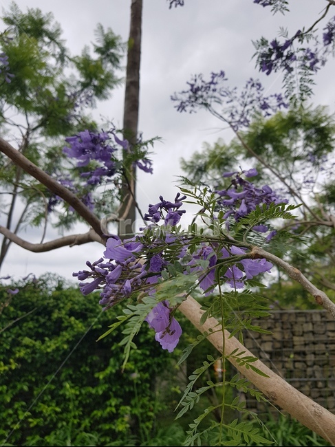 blossom,꽃,flower,plant,보라색,summer,여름