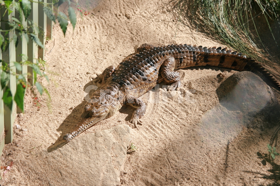 animal,동물,악어,crocodile,reptile,파충류,동물,animal,파충류,양서류,reptile,amphibian