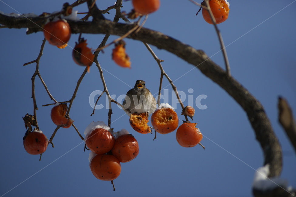 감,홍시,흰배지빠귀,겨울,조류,동물,animal,조류,새,birds,과일,열매,fruit