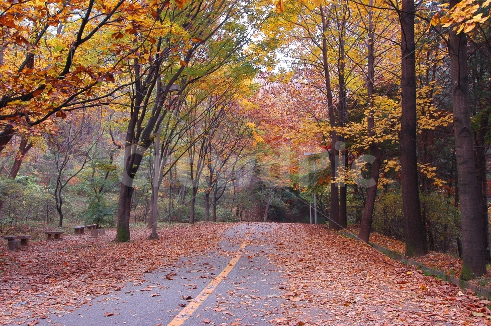 가을,단풍,길,도로,단풍길,자연,풍경,가을풍경,나무,숲,아스팔트,낙엽,산책,산책로,의자,밴치,벤치,자연,풍경,nature,landscape,가을,계절,fall,autumn,season,tree,plant,식물,leaf,잎,maple