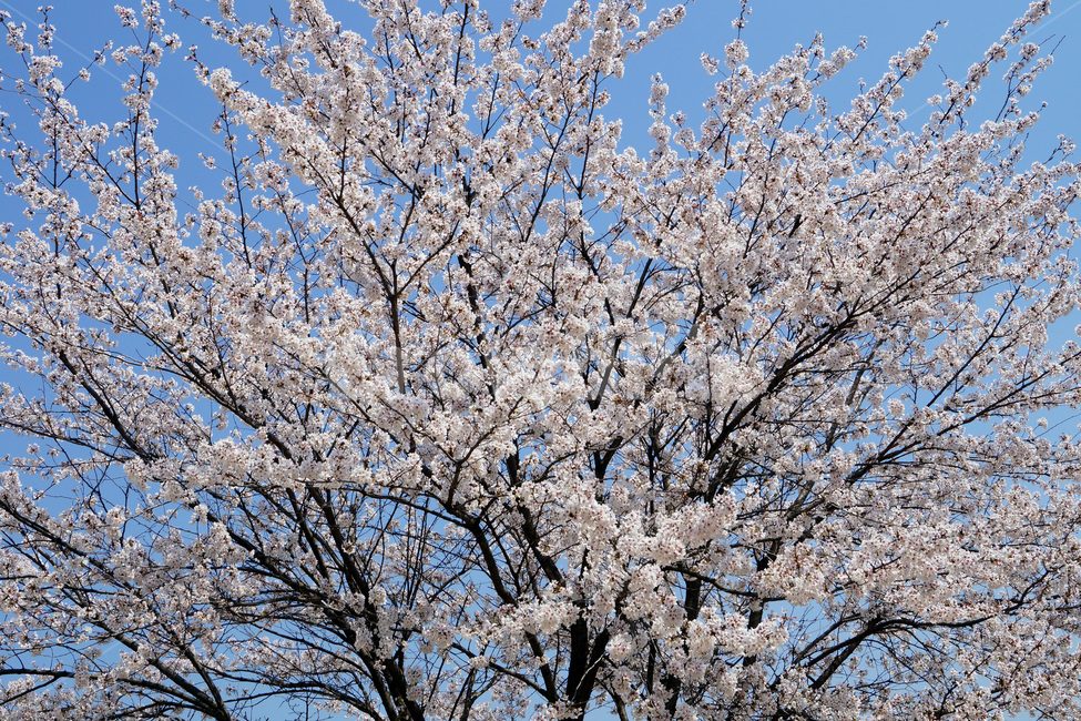 벚꽃,벚나무,꽃,나무,봄,하늘,구름,나뭇가지,자연,cherryblossoms,cherrytrees,flowers,trees,spring,sky,clouds,branches,nature