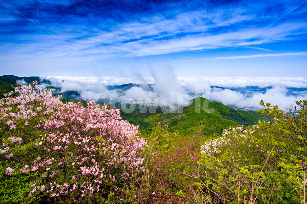 자연,산,녹색,풍경,지리산,바래봉,철쭉,봄,꽃,나무,nature,landscape,outdoor,mountain,spring,flower,tree,봄,계절,spring,season,자연,풍경,nature,landscape,한국자연풍경,한국자연경관,korea nature landscape,outdoors,옥외,mountain range,산맥,mountain,산