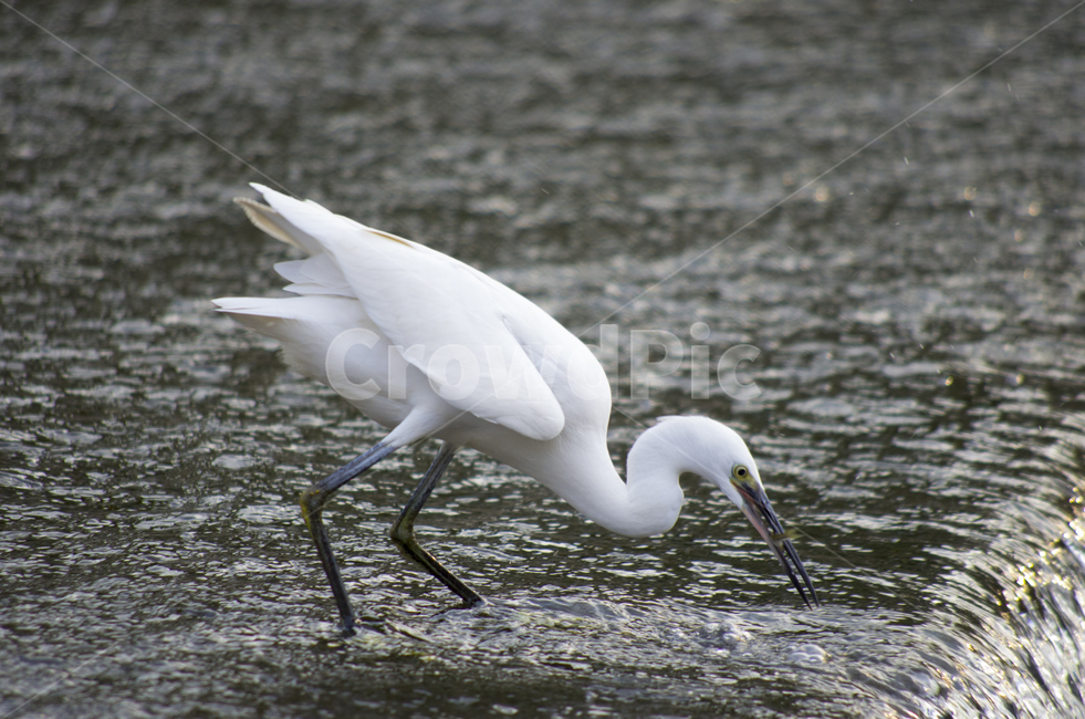 사냥,왜가리,백로,heron,흰새,하천,강가,시내,물가,새,감성,동물,화이트,부리