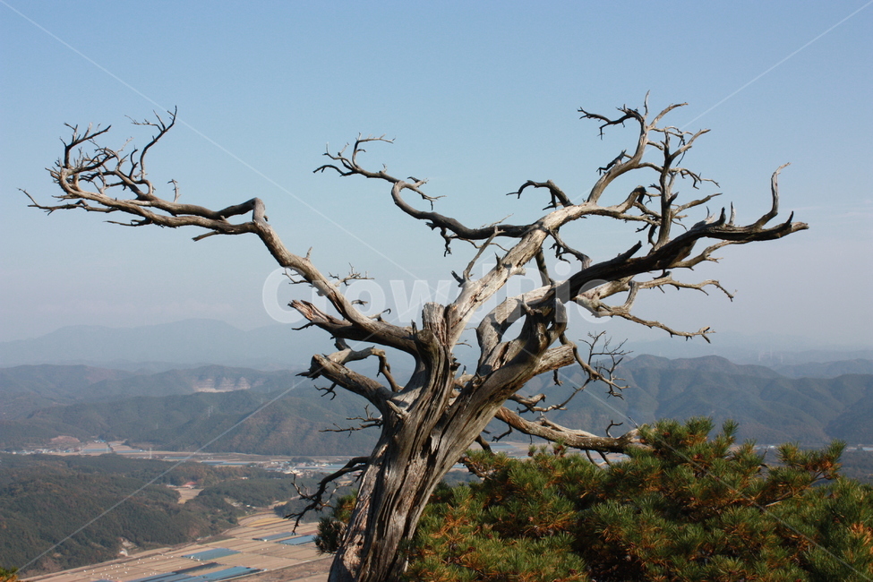 wood,나무,nature,자연,풍경,나무,trees,wood