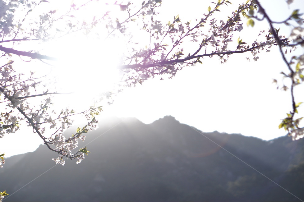 저녁,석양,노을,해,빛,나무,맑음,봄,봄,계절,spring,season,식물,자연,plants,nature,꽃,flower,light,flare,플레어,plant