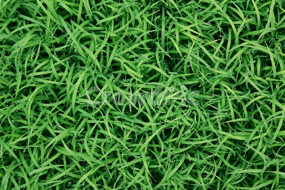 풀,벼,물방울,빗방울,잔디,모내기,농사,논농사,탑앵글,wet,젖은,clean,closeup,drop,farm,field,fresh,grass,green,식물,greenrice,grow,lawn,meadow,nature,nobody,outdoor,pattern,plant,rain,rice,spring,texture,topangle,water,waterdrop,녹색,초록색,그린,봄,탑뷰,물,모,싹,새싹,풀밭,이슬,젖어있는,잔디밭,클로즈업,비오는날,자연,잎,잎사귀,나뭇잎,풀잎,식물,자연,plants,nature,비,비오는날,rain,rainy