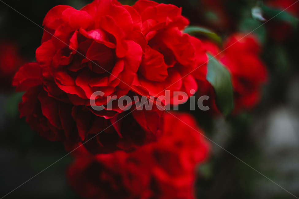 꽃,장미,빨간색,붉은색,장미꽃,5월꽃,식물,자연,plants,nature,꽃,flower