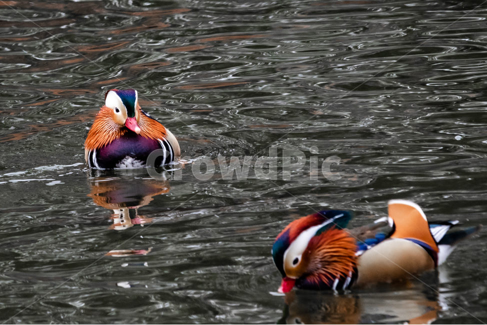 원앙,새,동물,호수,화려함,동물,animal,조류,새,birds