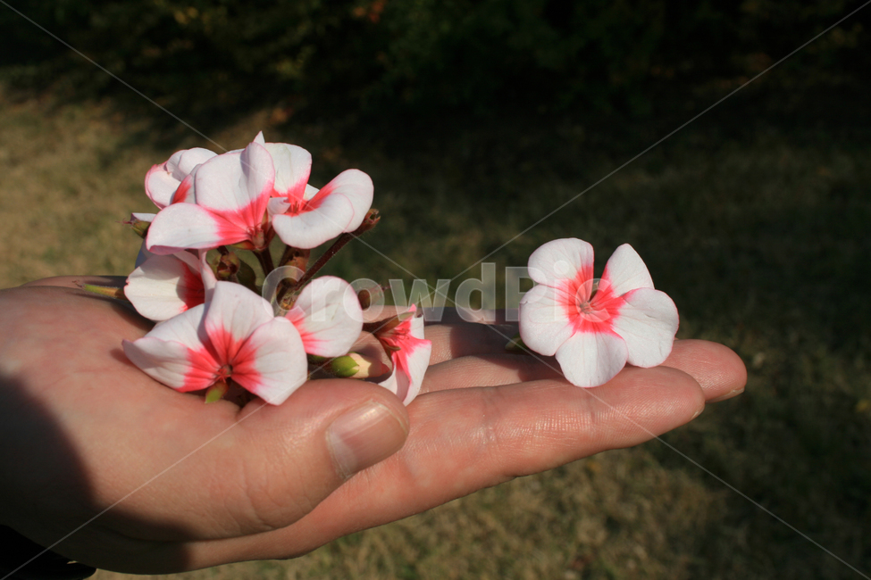 식물,flower,plants,nature,꽃,꽃봉오리,손,꽃,flower