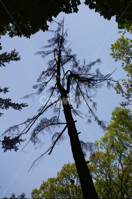 풍산가문비,소나무,나무,식물,plant,자연,nature,자연,풍경,nature,landscape,tree,fir,전나무