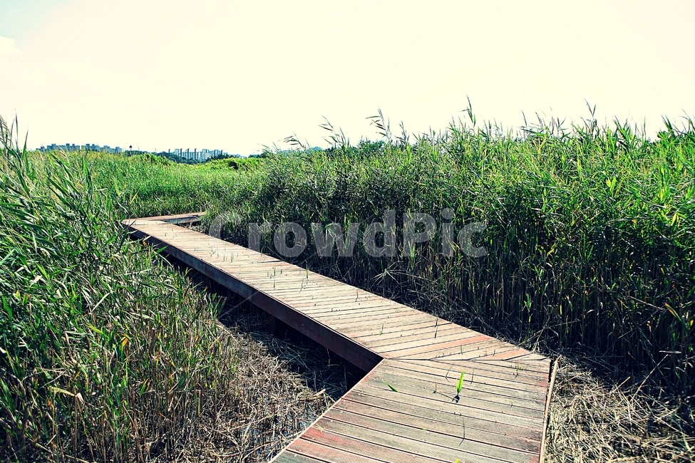 시흥갯골생태공원,공원,식물,자연,풍경,갈대,잡초,여름,게절,자연,풍경,nature,landscape,bridge,다리,boardwalk,산책로,building,건물