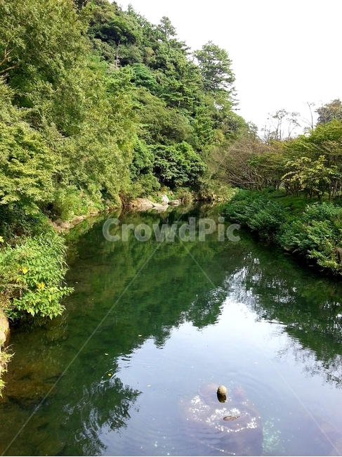 수풀,산,냇가,하천,제주도,바위,나무,나뭇잎,초록,풍경,그림자,물그림자
