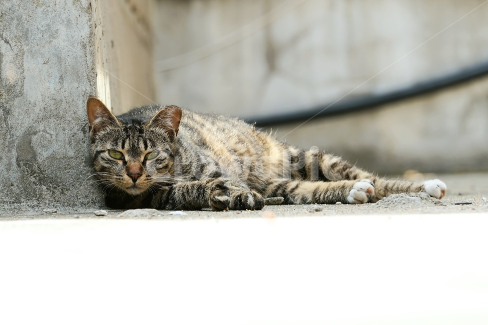 고양이,길고양이,길냥이,야옹이,냐옹이,애완묘,반려묘,애완동물,펫,캣,도둑고양이,야생동물,pet,cat,alleycat,wild,wildlife,mammal,animal,동물,animal,포유류,mammal,고양이,cat,kitten,kitty
