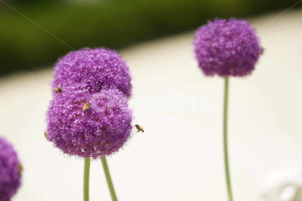 꽃,플라워,화원,화단,자연,보라색,보랏빛,바이올렛,보라,색감,컬러,칼라,flower,식물,풍경,식물,자연,plants,nature,꽃,flower,동물,animal,곤충,벌레,insect,bug