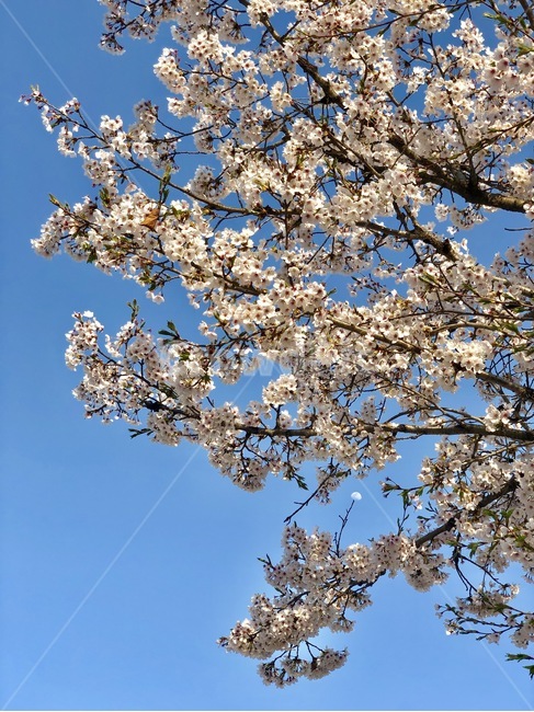 봄,벚꽃,하얀달,낮에뜨는달,whitemoon,하늘,cherryblossoms,spring,sky