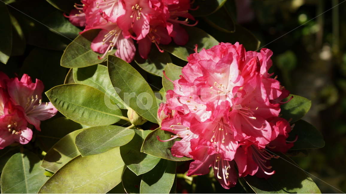 꽃,봄꽃,자연,풍경,야생화,봄,계절,spring,season,식물,자연,plants,nature,꽃,flower,plant,blossom