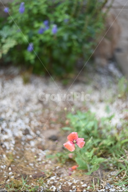 양귀비,꽃,flower,정원,garden,잡초,식물,자연,plants,nature,꽃,flower