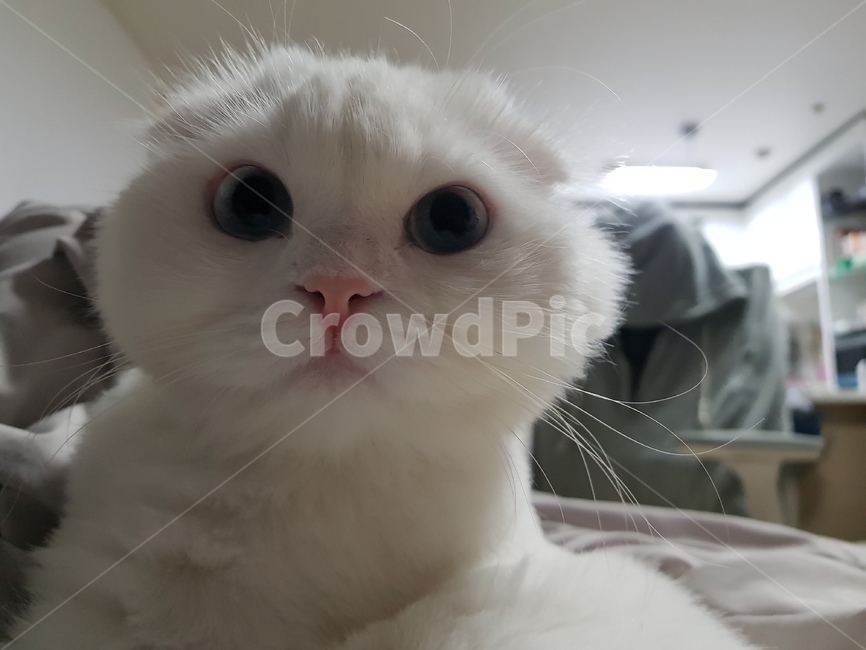 동물,고양이,스코티쉬폴드,귀여운,cat,동물,animal,포유류,mammal,고양이,cat,kitten,kitty