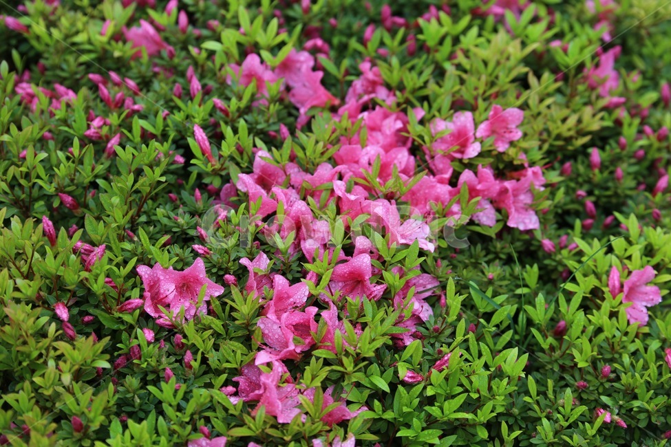 진달래,봄,자연,plant,식물,flower,geranium,제라늄,blossom,꽃,jar