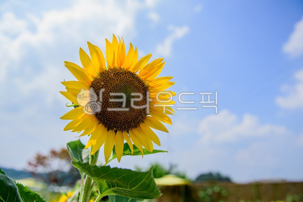 해바라기,여름,식물,들,들판,자연,맑음,꽃,꽃밭,농촌,풍경,나뭇잎,구름,하늘