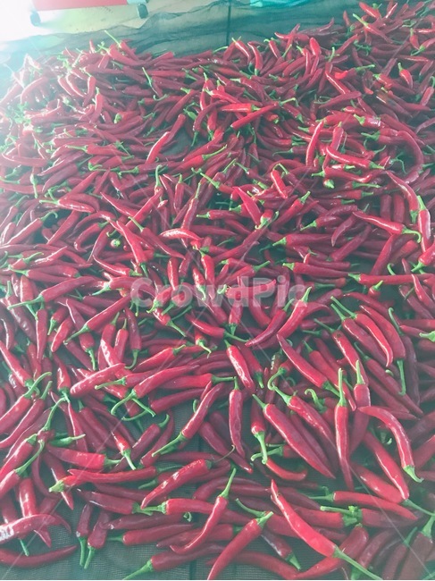 vegetable,pepper,agriculture,자연,농업,채소,야채,vegetables,농업,농사,agriculture,farming,farming industry