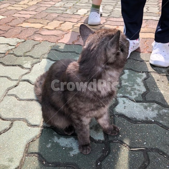 고양이,길고양이,아기고양이,동물,애완동물,길냥이,개냥이,학교,귀여움,해피,cat