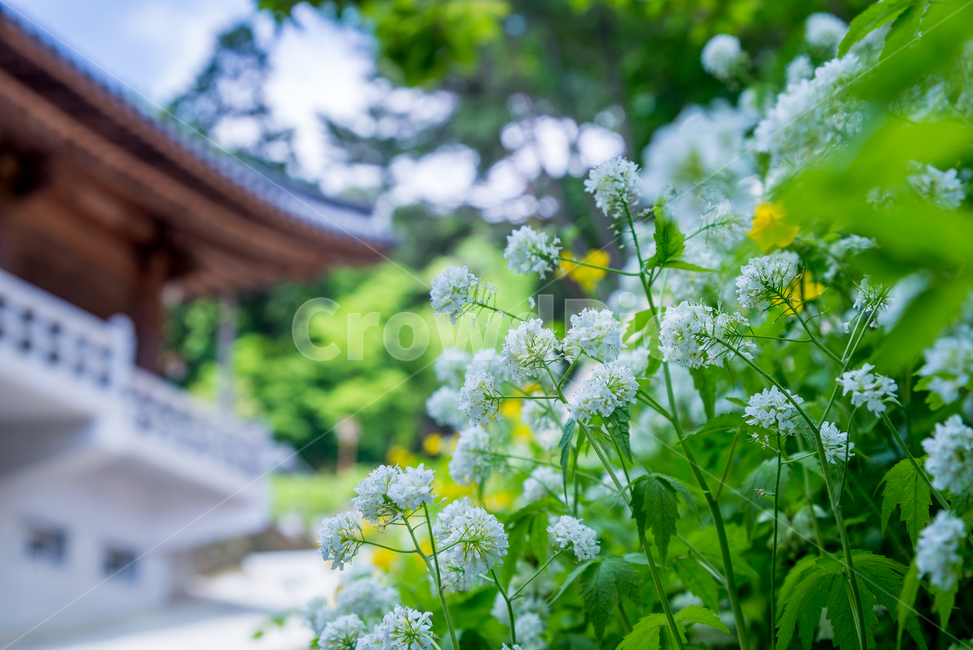 사찰,절,팔공산,대구,매발톱,야생화,꽃,flower,풍경