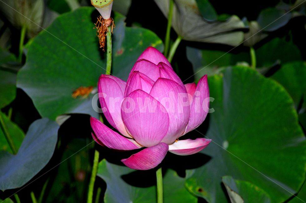 연꽃,꽃,만개,꽃송이,연잎,식물,자연,plants,nature,꽃,flower