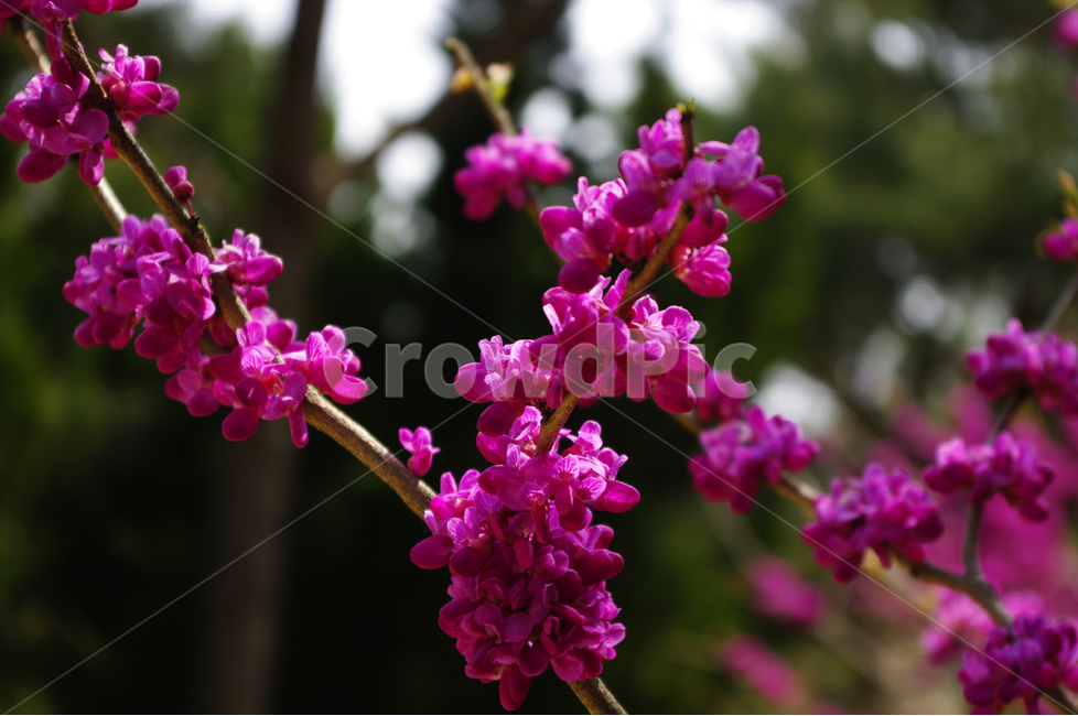 박태기,식물,flower,plants,nature,꽃,color,나무,식물,자연,plants,nature,꽃,flower