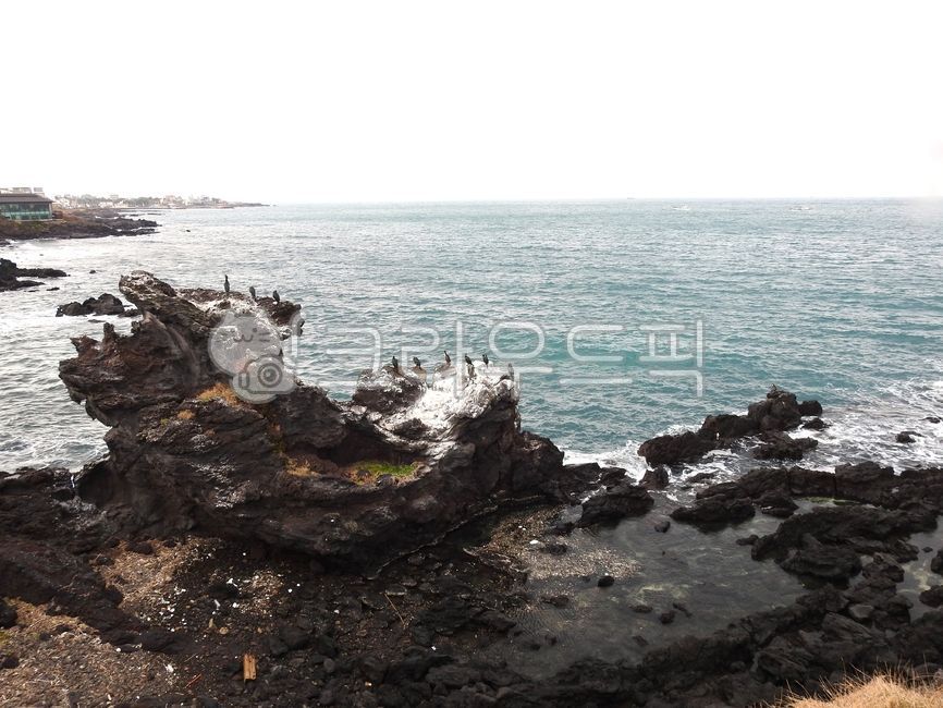 용두암,가마우찌,제주도,용두암해변,제주바다,바닷가,현무암바다