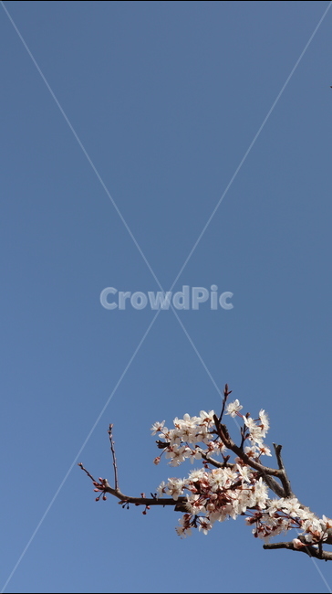 봄,벚꽃,벚꽃나무,flower,cherryblossom,bloom,sky,하늘,사쿠라,나무,spring,핑크,분홍색,꽃나무,하늘배경,배경화면