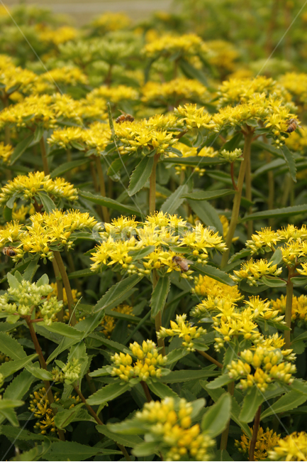 기린초,식물,flower,plants,nature,꽃,꽃봉오리,꽃밭,식물,자연,plants,nature,꽃,flower