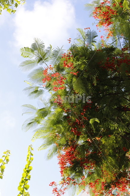 꽃,주황색,하늘색,녹색,하늘,나무,식물,자연,plants,nature,꽃,flower