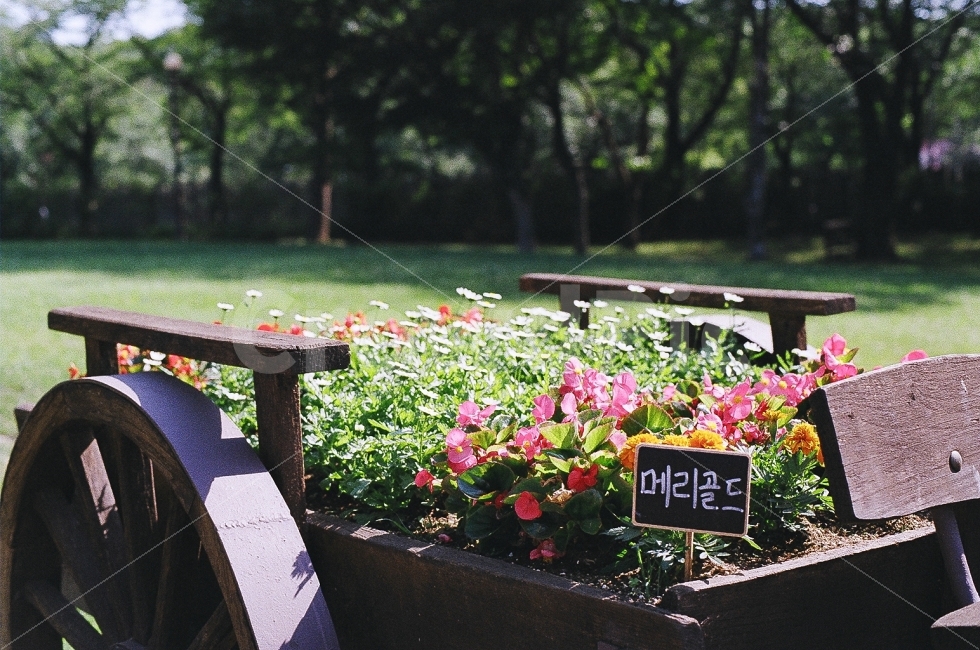 필름사진,서울대공원,풍경,미놀타x300,봄,꽃,식물,자연,plants,nature,꽃,flower,감성,sensible,feeling