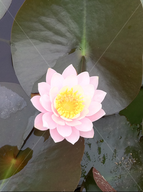 연꽃,8월,불교,절,수련화,수목원,자연,꽃,식물,자연,plants,nature,꽃,flower
