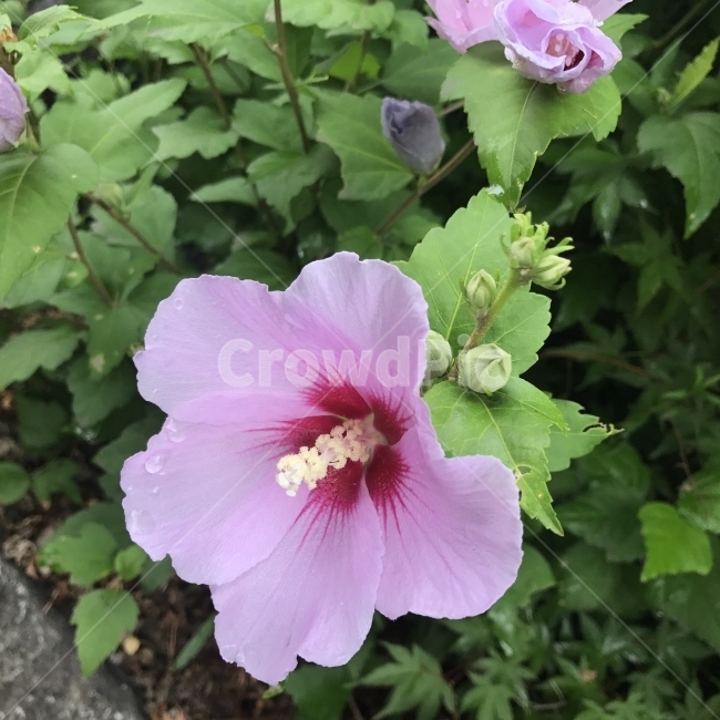 무궁화,근화,목근,목근화,무궁화나무,훈화,아욱과,우리나라꽃,낙엽관목,나무,HibiscussyriacusL,대한민국국화,목근피,약재,약용,해열작용,치료제,꽃,식물,Flower,Tree,식물,자연,plants,nature,꽃,flower