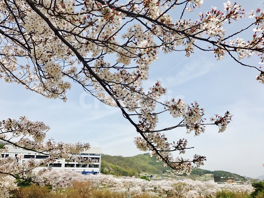 벚꽃,맑은하늘,벚꽃밭,벚꽃나무,봄