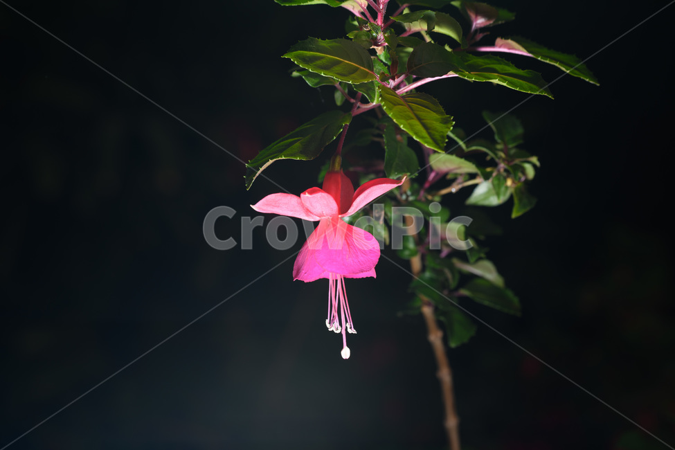 후쿠시아,분홍,식물,꽃,flower,분홍색,분홍꽃,식물,자연,plants,nature,꽃,flower