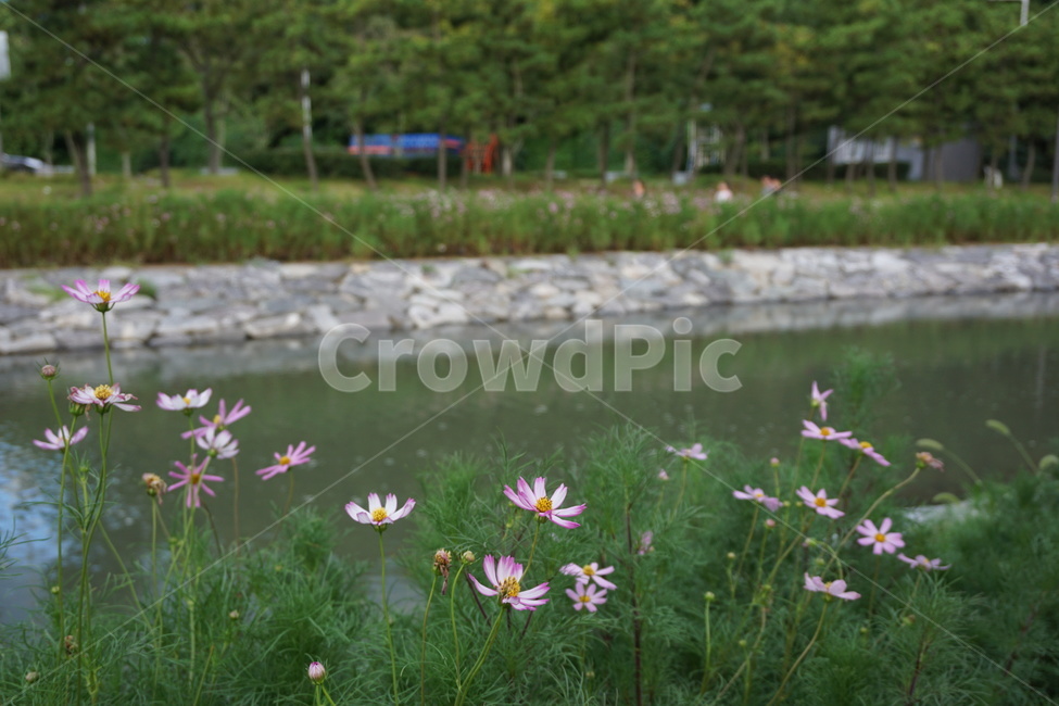 코스모스,강,물,water,flower,꽃,nature,자연