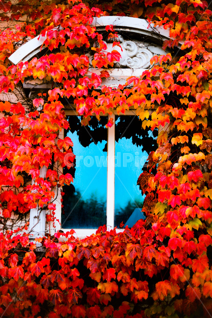 가을,나무,담쟁이,넝쿨,붉은색,가을,계절,fall,autumn,season,plant,식물,leaf,잎,maple,단풍,tree