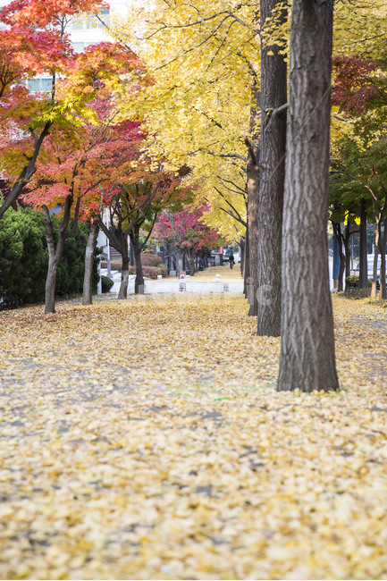 가을,낙엽,단풍,감성,은행나무,공원,가을,계절,fall,autumn,season,식물,자연,plants,nature,나무,trees,wood,tree,plant,tree trunk,나무 줄기
