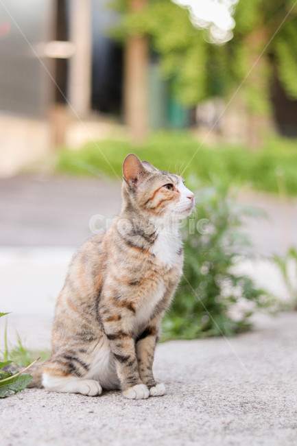 고양이,cat,길고양이,삼색냥이,삼색,자연,동물,animal,포유류,mammal,고양이,cat,kitten,kitty